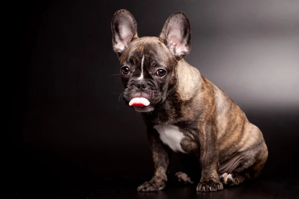 Franse bulldog pup op zwart — Stockfoto