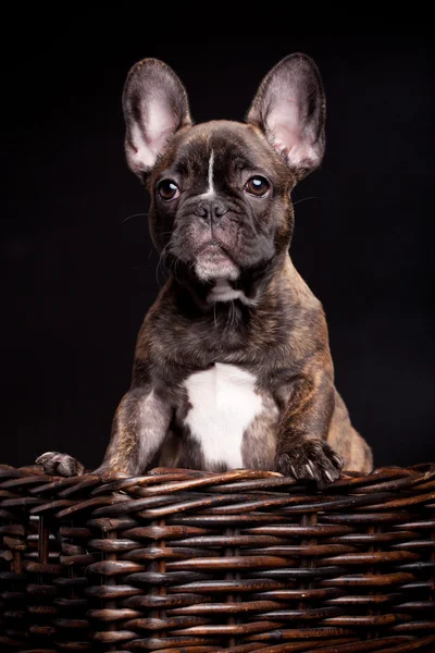 Franse bulldog puppy op zwarte achtergrond — Stockfoto