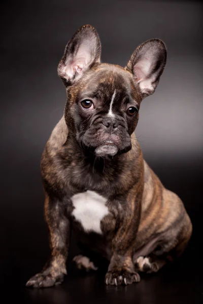 Franse bulldog pup op zwart — Stockfoto