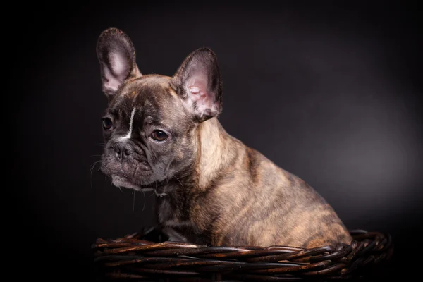 Fransk bulldog valp på svart bakgrund — Stockfoto