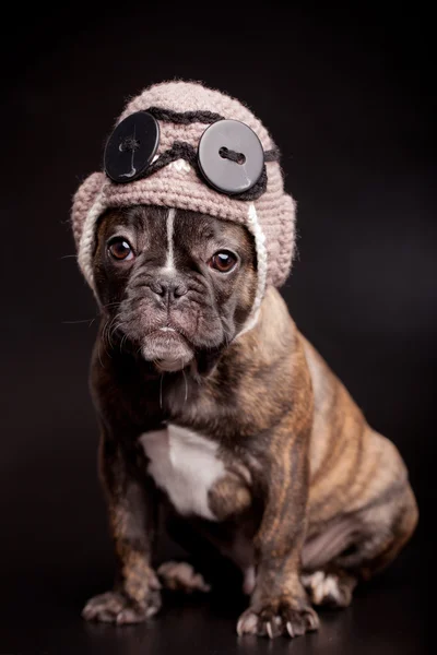 Fransk bulldog valp i sticka pilot hjälm — Stockfoto