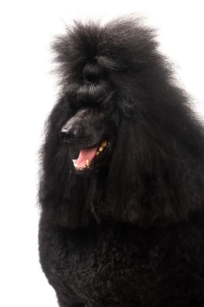 Black Royal poodle on white — Stock Photo, Image