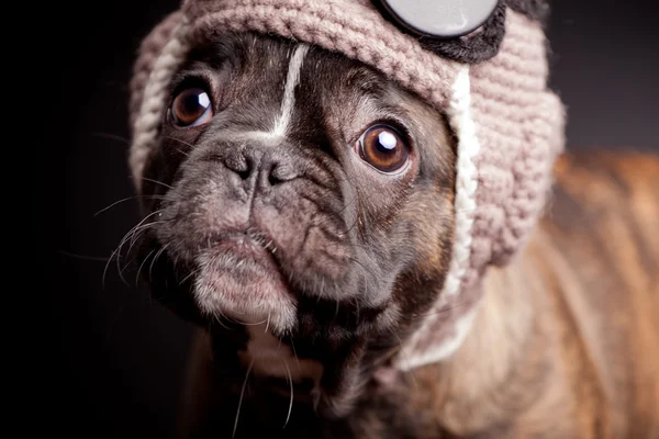 Cachorrinho bulldog francês em tricô capacete piloto — Fotografia de Stock