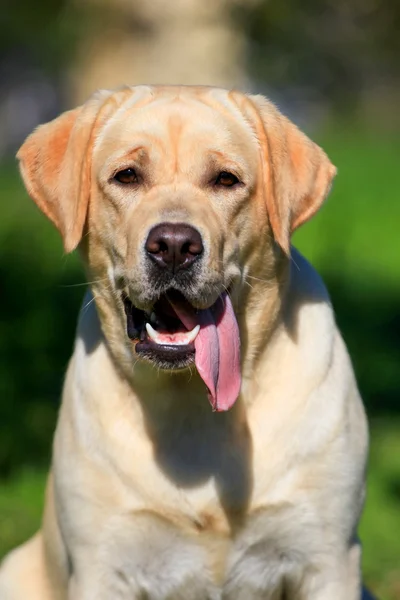 Pies Labrador retriever poza — Zdjęcie stockowe