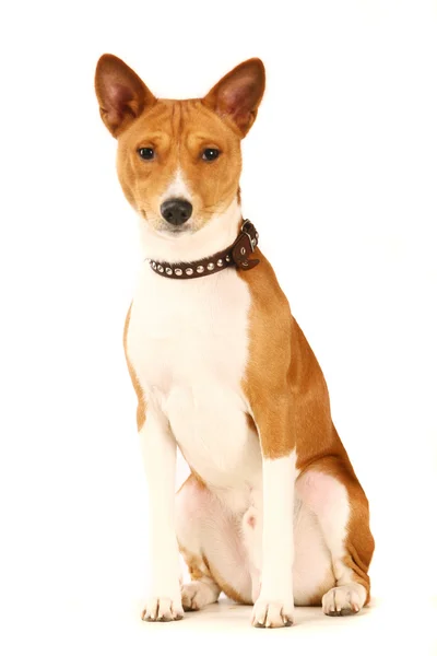 Basenji pes izolovaných na bílém — Stock fotografie