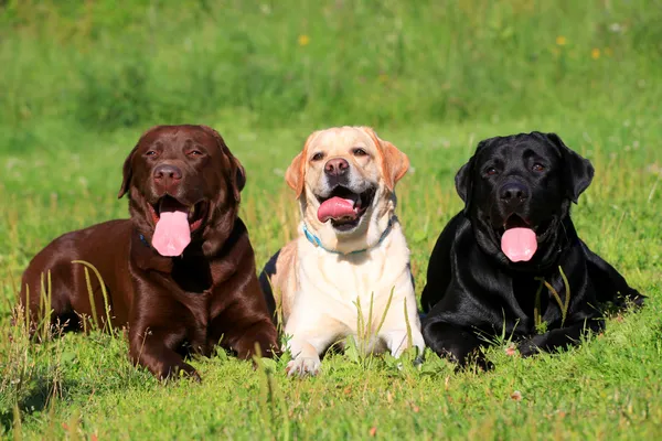 Trzy labrador retriever psy na trawie — Zdjęcie stockowe