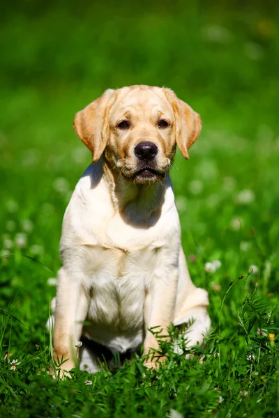 Labrador retriever puppy — Stock Photo, Image