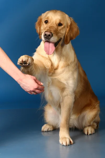 Golden retriever give a paw — Stock Photo, Image