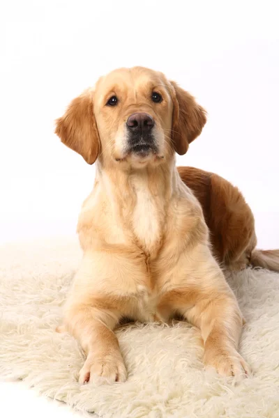 Golden Retriever auf Weiß — Stockfoto