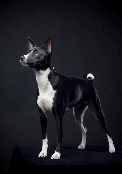 Two-coloured basenji on black — Stock Photo, Image