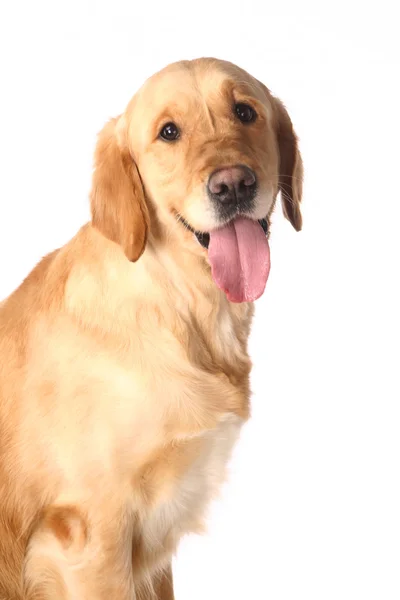 Golden Retriever auf Weiß — Stockfoto