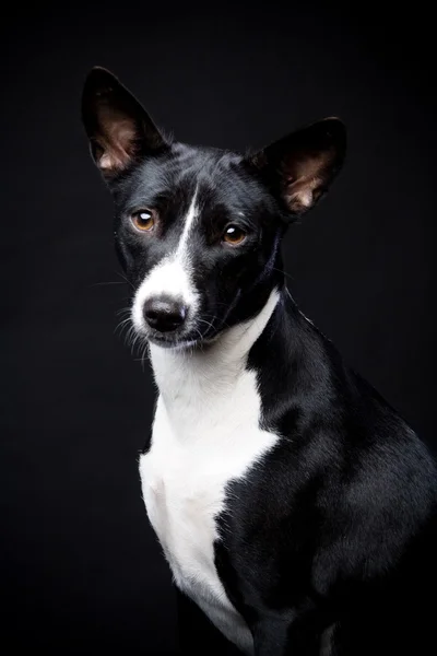 Basenji bicolor sobre negro — Foto de Stock