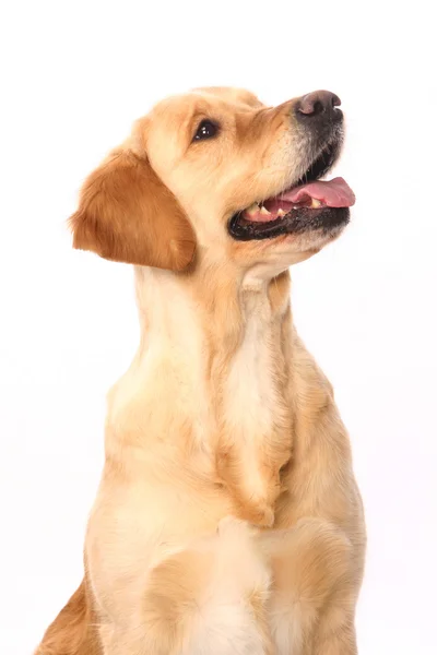 Złoty pies myśliwski na biały — Zdjęcie stockowe