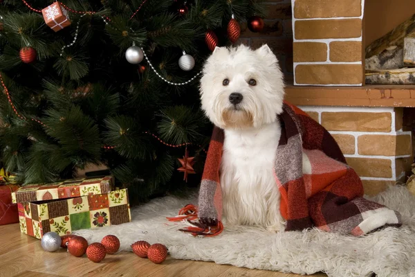 Batı haigland beyaz terrier, Noel — Stok fotoğraf