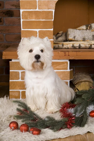 Batı haigland beyaz terrier, Noel — Stok fotoğraf