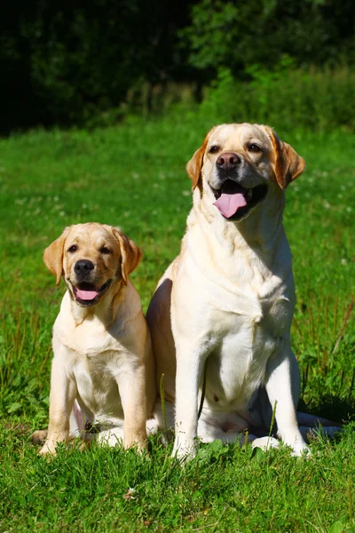 Labrador retriever-moeder en haar puppy — Stockfoto