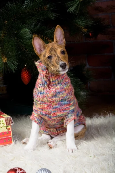 Basenji med julgran dekorationer. — Stockfoto