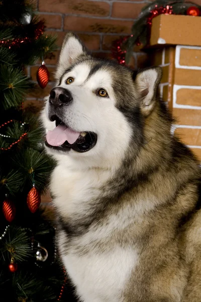 Yılbaşı ağacı süsleri ile Malamute — Stok fotoğraf