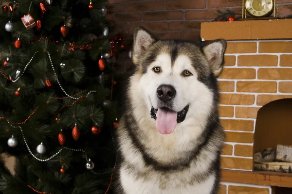 Malamute med julgran dekorationer — Stockfoto