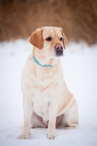 Yellow labrador retriever — Stock Photo, Image