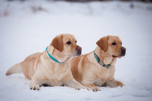 Labrador retriever-mother and her puppy — Stock Photo, Image