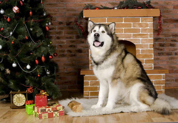 Malamute med julgran dekorationer — Stockfoto