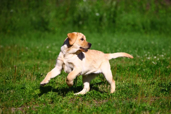 Labrador Retriever Welpe — Stockfoto