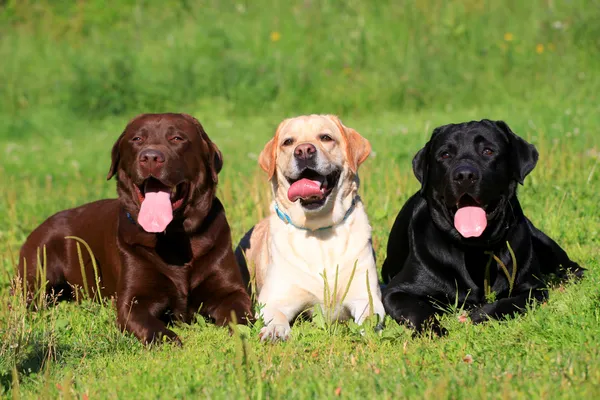 Tres perros Labrador Retriever en la hierba Imagen de archivo