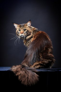 Siyah kahverengi tabby maine coon