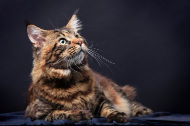 Siyah kahverengi tabby maine coon