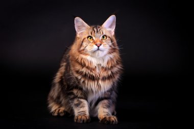 Siyah kahverengi tabby maine coon