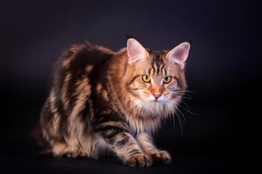 Siyah kahverengi tabby maine coon