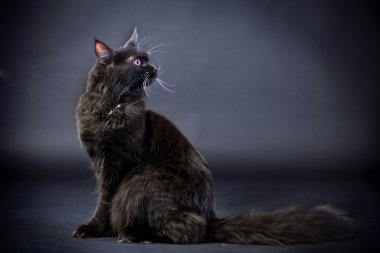 siyah maine coon kedi