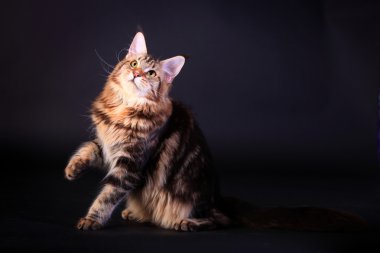 Siyah kahverengi tabby maine coon