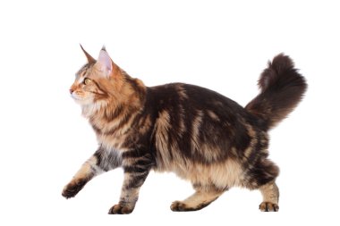 kahverengi tabby maine coon beyaz bitti