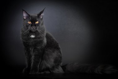 siyah maine coon kedi