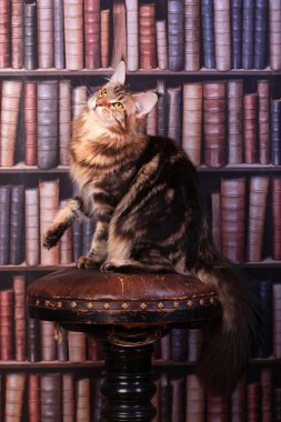 Tekir maine coon kedi