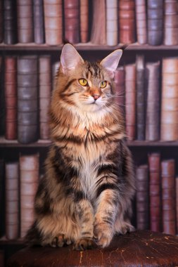 Tekir maine coon kedi