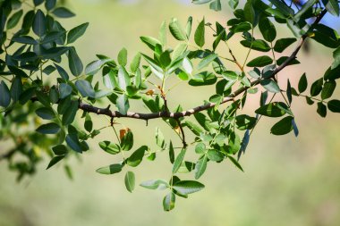 Green Pistachio leaves clipart