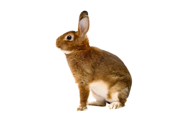 Castor Rex rabbit over white — Stock Photo, Image