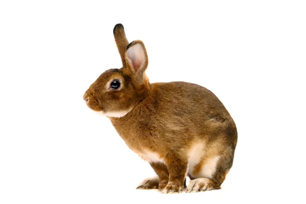 Кролик Кастор Рекс поверх белого — стоковое фото