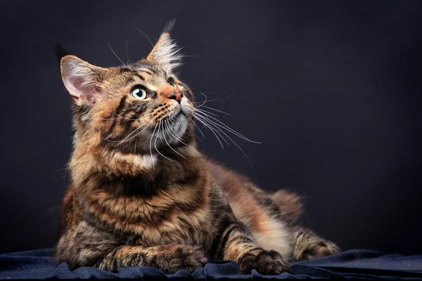 Brown Tabby Maine Coon on black — Stock Photo, Image