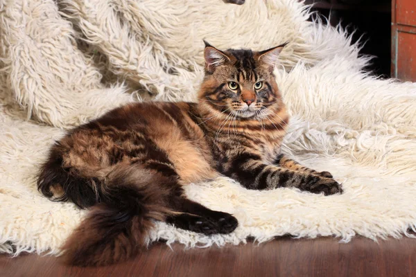 kahverengi tabby maine coon
