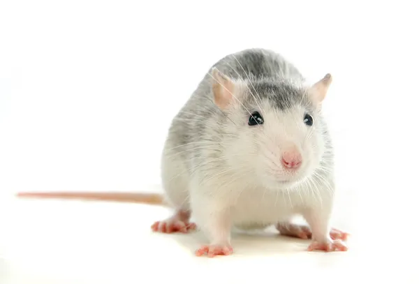 Two-coloured rat washing over white — Stock Photo, Image