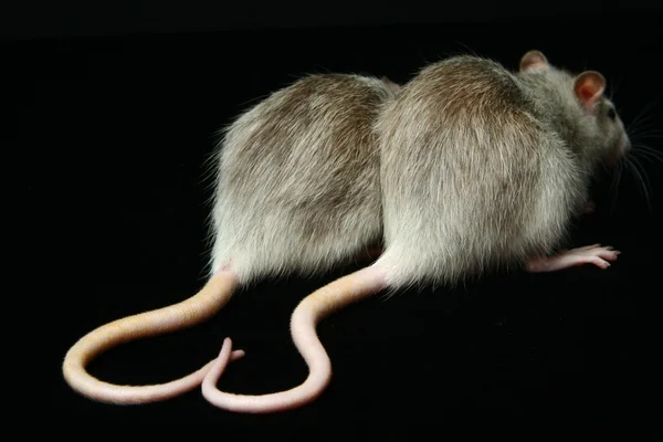 Крысы со сложенными в форме сердечных хвостов — стоковое фото