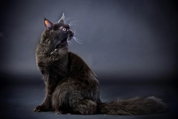 Czarny stanie maine coon kot — Zdjęcie stockowe