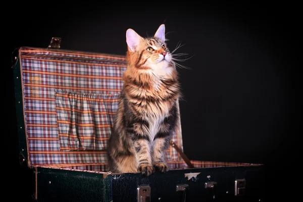 Marrón Tabby Maine Coon en negro — Foto de Stock