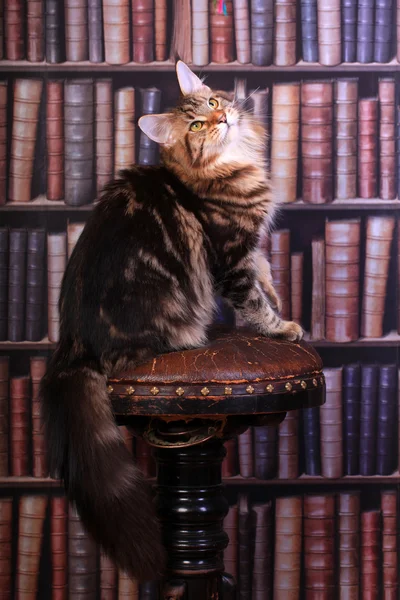 Tabby Maine Coon gato — Foto de Stock