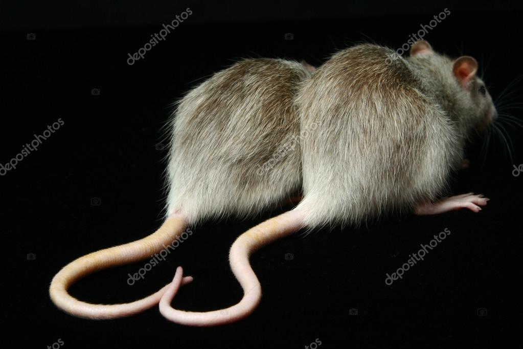 ratos com dobrado em forma de coroa de coração fotografias de