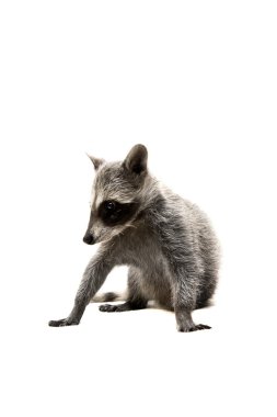 Bebek rakun beyaz zemin üzerine